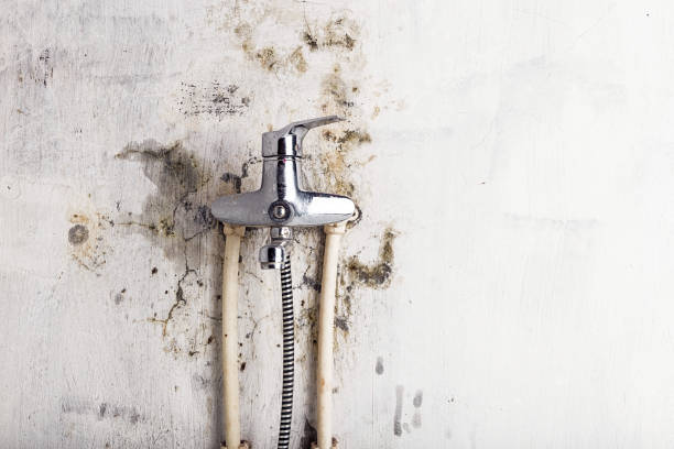 Best Emergency Mold Remediation in Hoopeston, IL