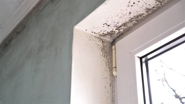 Best White Mold Remediation in Hoopeston, IL