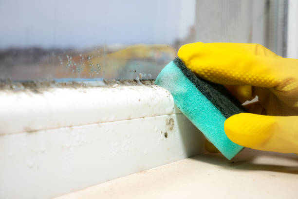 Best HVAC Mold Remediation in Hoopeston, IL