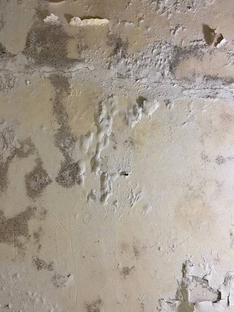 Best Bathroom Mold Remediation in Hoopeston, IL