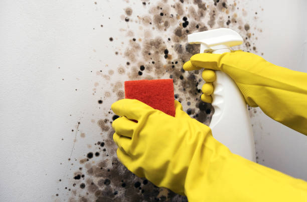 Best Residential Mold Remediation in Hoopeston, IL