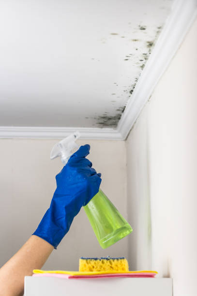 Best Insurance-Related Mold Remediation in Hoopeston, IL
